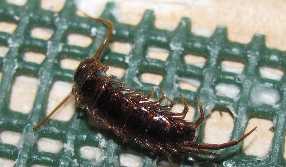 LIthobius sp.